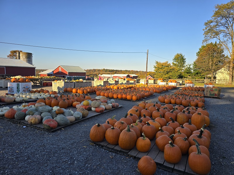 pumpkins